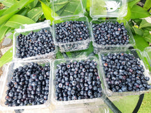 Load image into Gallery viewer, Blueberries SECONDS 1kg