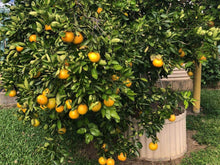 Load image into Gallery viewer, Tangelo