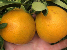 Load image into Gallery viewer, Tangelo