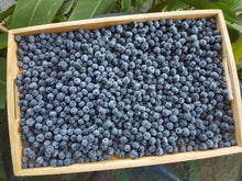 Load image into Gallery viewer, Blueberries SECONDS 1kg