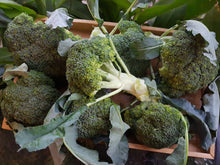 Load image into Gallery viewer, Broccoli (SOUTH)
