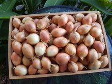Load image into Gallery viewer, WS Onions/brown (large size)
