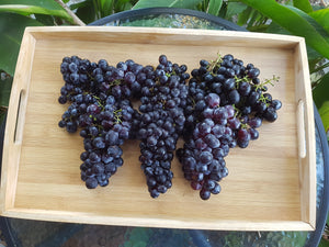 WS Grapes/black seedless