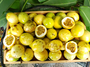 WS Passionfruit/yellow seconds