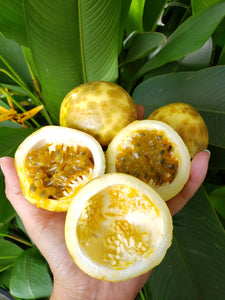WS Passionfruit/yellow seconds