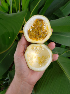 WS Passionfruit/yellow seconds