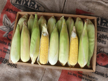 Load image into Gallery viewer, WS Sweet corn
