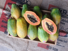 Load image into Gallery viewer, WS Papaya/red
