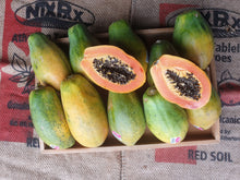 Load image into Gallery viewer, Papaya/red - spray free
