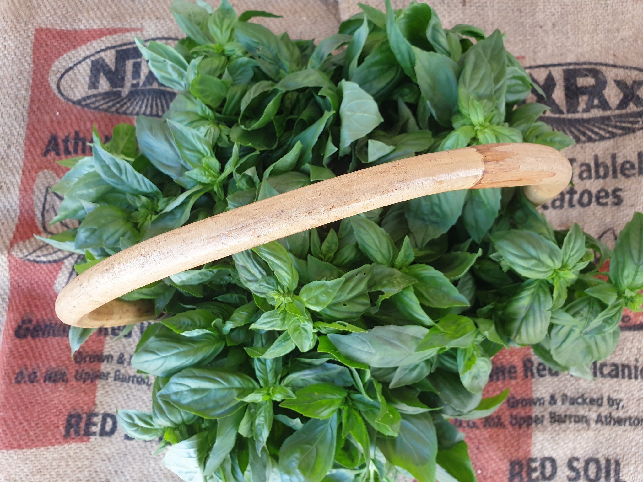 Valsa Basil WS Basil – Tablelands To Tabletop