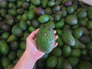WS Avocados/hass