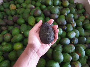 WS Avocados/hass