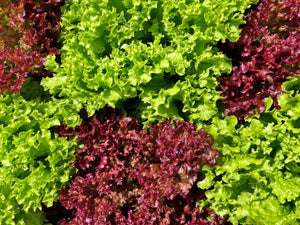 Lettuce/iceberg (SOUTH)