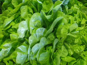 Lettuce/iceberg (SOUTH)