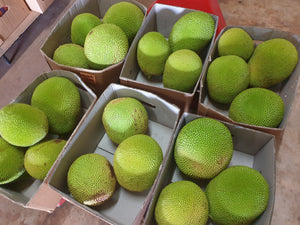WS Jackfruit/soft - spray free