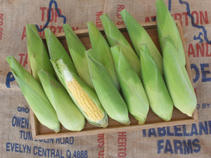 WS Sweet corn