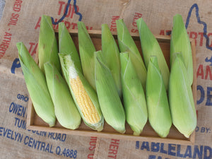 Sweet corn