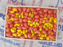 Load image into Gallery viewer, Tomatoes/grape - yellow &amp; red

