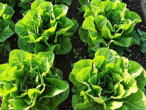 Lettuce/coz (SOUTH)