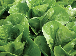 Lettuce/coz (SOUTH)