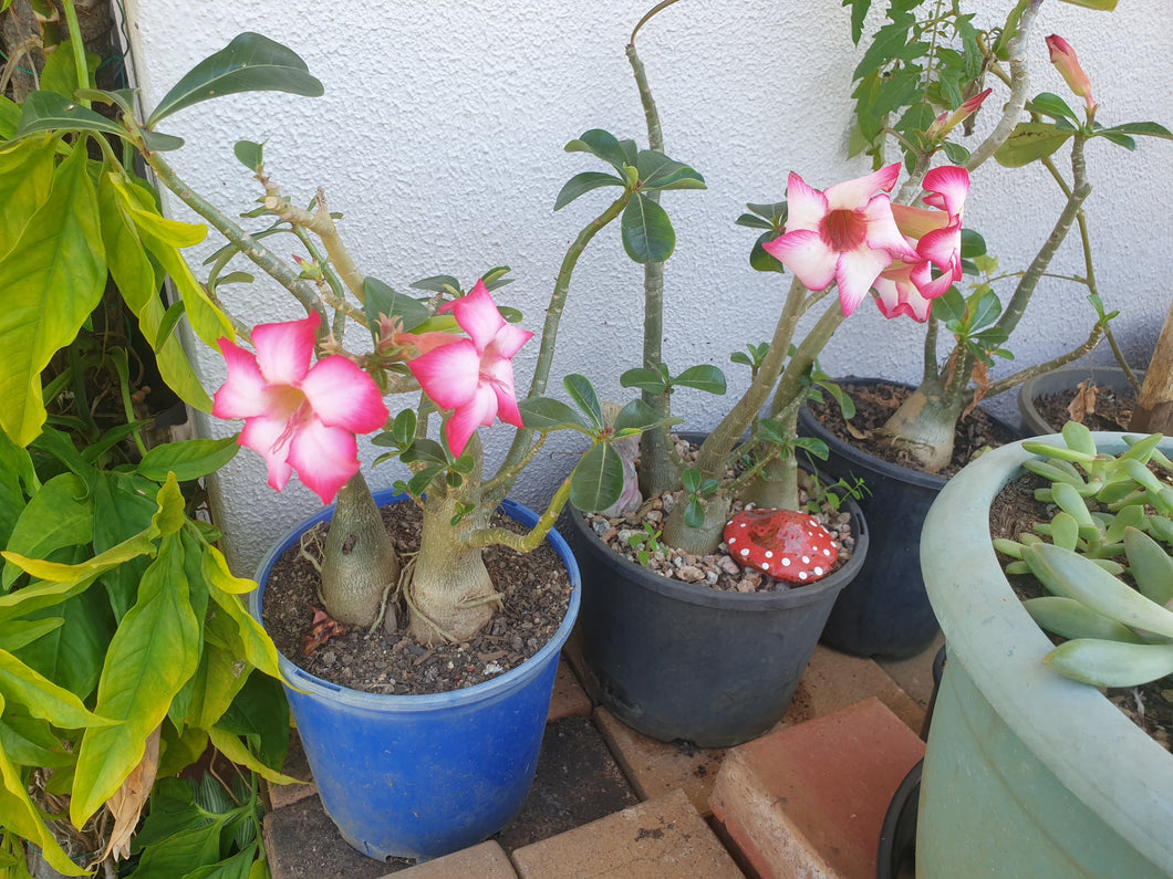 Desert rose/pink adult plant