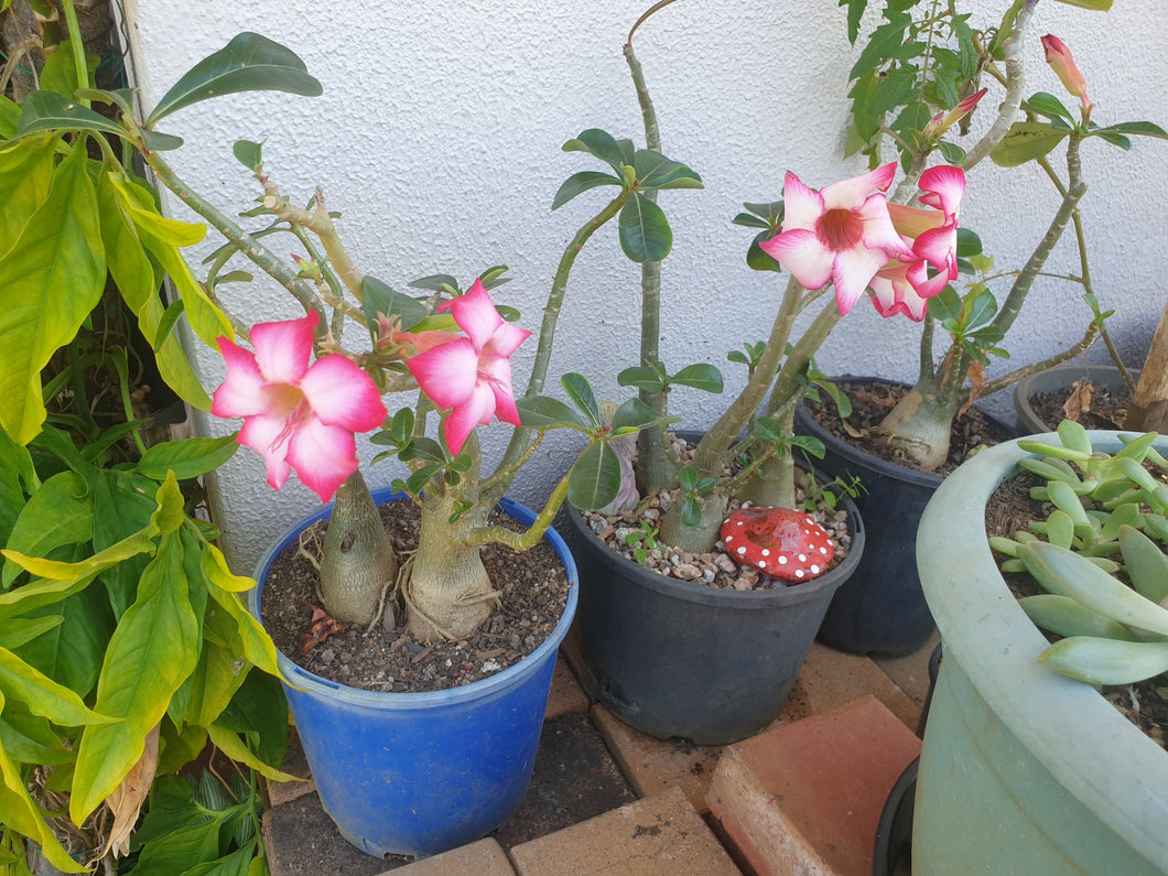 Plant/Desert rose/pink adult