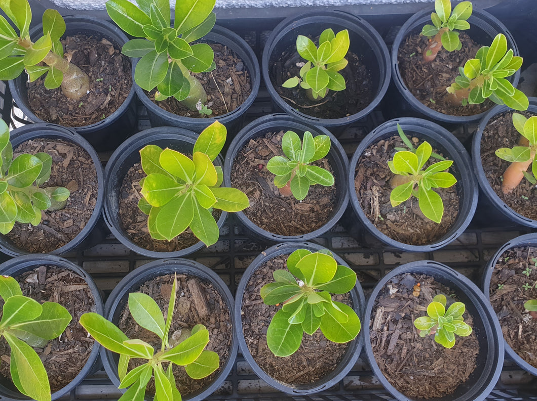 Plant/Desert rose/pink seedling