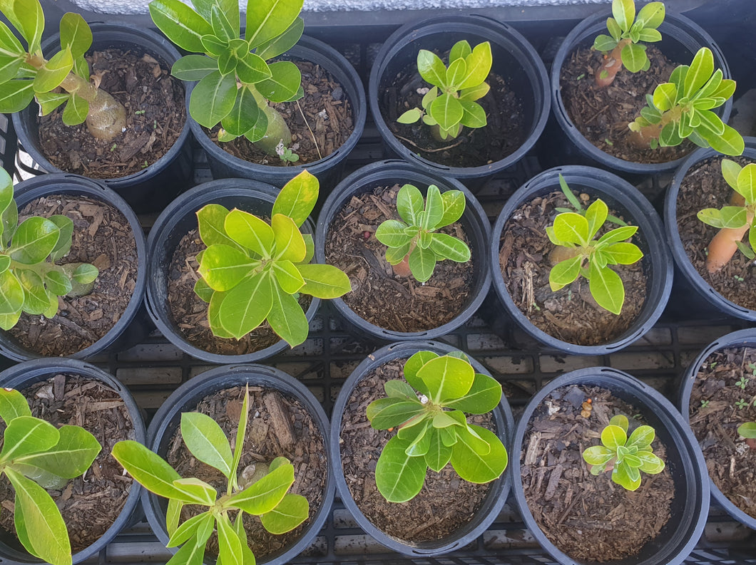 Desert rose/pink plant