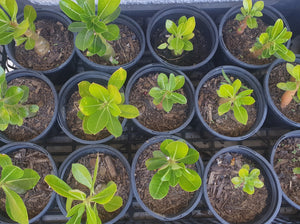 Desert rose/pink adult plant