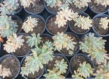 Load image into Gallery viewer, Plants/Succulent
