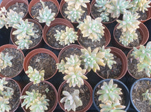 Load image into Gallery viewer, Plants/Succulent
