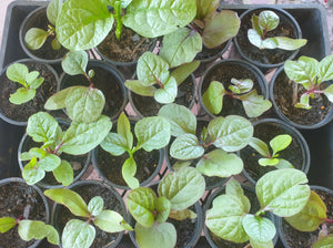 Malabar spinarch seedlings