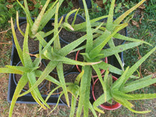 Load image into Gallery viewer, Aloe vera plants
