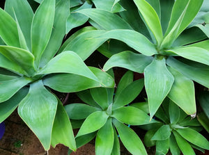 Agave plant