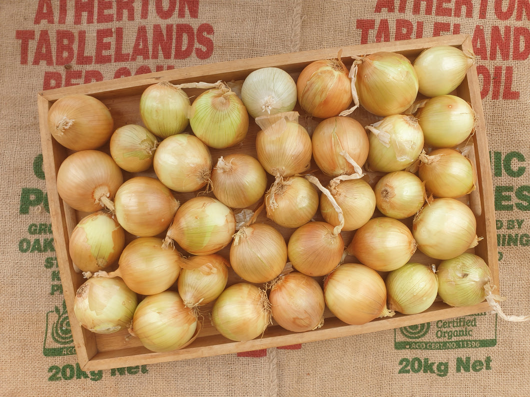 Onions/brown (SOUTH)