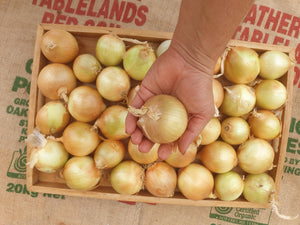 WS Onions/brown (medium size)