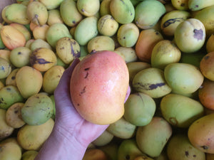 WS Mangoes - KP (Bowen) - SECONDS