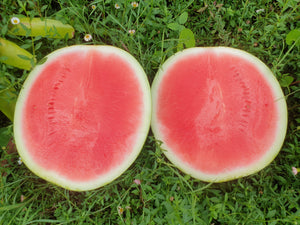 WS Watermelon/seedless