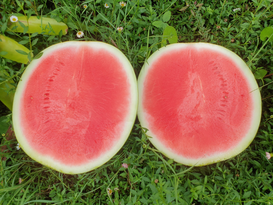 WS Watermelon/seedless