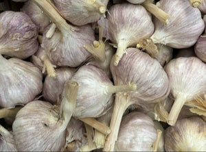 WS Garlic/purple - Spray free