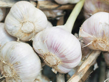 Load image into Gallery viewer, WS Garlic/purple - Spray free
