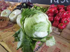 Lettuce/iceberg (SOUTH)
