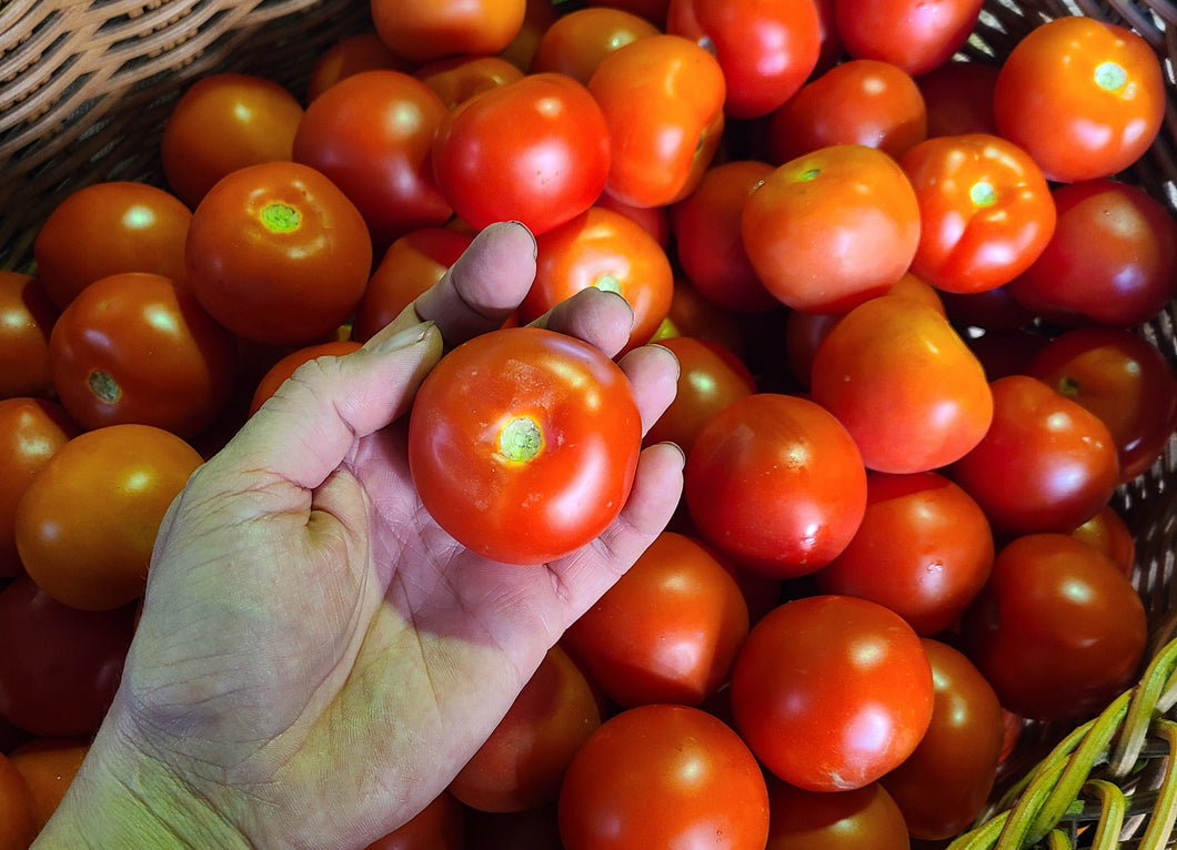 Tomatoes/Gourmet small/2nds