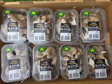Load image into Gallery viewer, Mushrooms/Silver Oyster 100g
