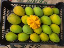 Load image into Gallery viewer, WS Mangoes KP/Bowen
