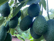Load image into Gallery viewer, Avocados/hass (WA)
