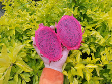 Load image into Gallery viewer, Dragon fruit/red
