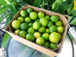 WS Limes/tahitian