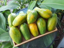 Load image into Gallery viewer, Papaya/red
