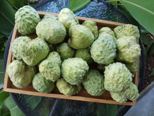 Load image into Gallery viewer, WS Custard apple
